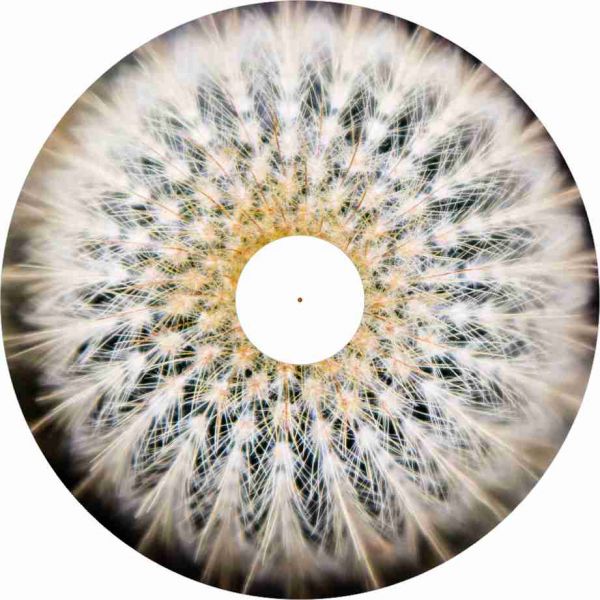1306-10 Pusteblume